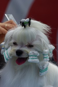 dog-show-733637_1920