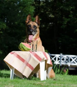 dog-trick-672646_1920
