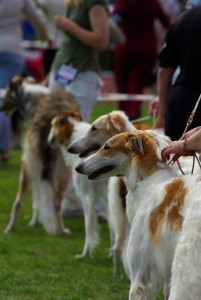 dogs-733639_1920