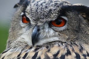 eagle-owl-184567_1920