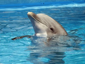 dolphin-597527_1280