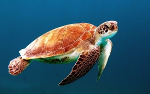 turtle-863336_1280